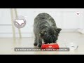 Royal Canin Dental Care - Cuidado dental para perros