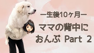 【4ヶ月→10ヶ月】ママの背中におんぶする巨大なグレートピレニーズの子犬が赤ちゃんのようで可愛い