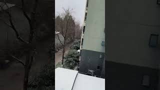 昆明下雪了~ 我的城市下雪了 今年的第一场雪 瑞雪纷飞兆丰年 南方的雪