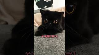 【珠珠的日常】如果我家貓關掉美顔后長這樣，大家還會喜歡它嗎？ #cutecats #cat #cute