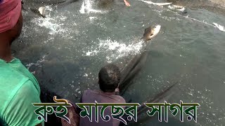 এই প্রথম একই জালে এত বড় বড় রুই মাছ ধরা পড়ল  না দেখলে মিছ করবেন