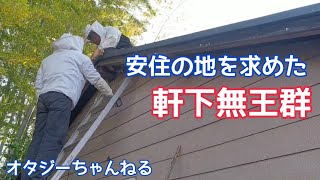 日本みつばち オタジーさんちの蜂たち 安住の地を求めた 軒下無王群 消滅までの軌跡　2023年4月16日～6月3日