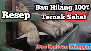 Cara menghilangkan bau pada kotoran kambing / menghilangkan bau pada kandang kambing