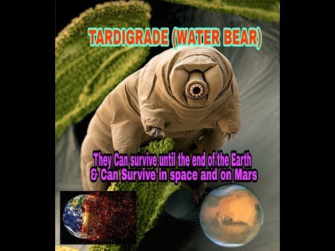 Tardigrade: Water Bear, First Animal To Survive In Space, On Mars - YouTube