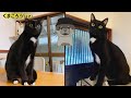 【ねこまるけファミリー】個性あふれる保護猫たちの紹介