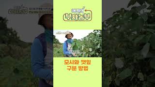 [역전의부자농부 310회] 모시와 깻잎 구분 방법