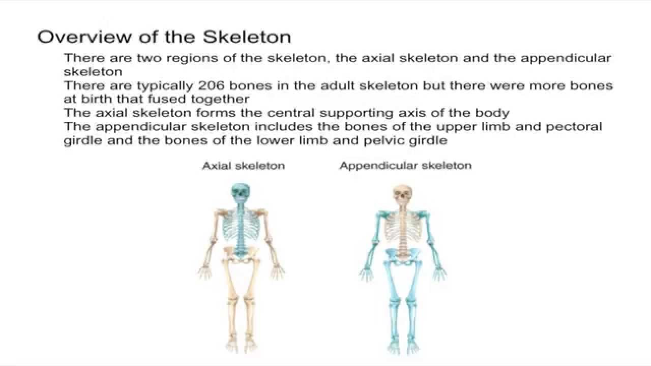 Axial And Appendicular Skeleton Quiz