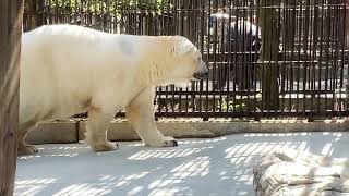 【しろくまピース】今日はプールには入りたくない気分🌈おやすみ😴2020年11月10日Polar bear piece