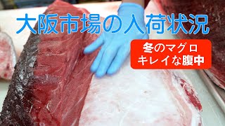 【中央市場】「寒い時期は脂の多いマグロの腹膜もとてもキレイな白」Winter Tuna’s Belly: A Pristine Delight