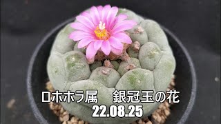 ロホホラ属　銀冠玉の花　22 08 25