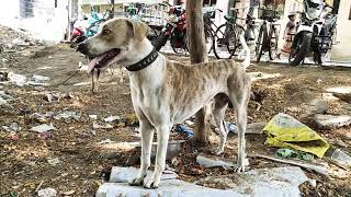 Ramnad komba #mandai dog # natchiyar farm...9655408000