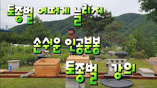 2020년 6월 12일 토종벌 고추잠자리 인공분봉작업