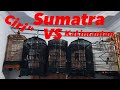 Anakan Cucak Rawa SUMATRA VS KALIMATAN Ciri