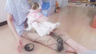 嫌がらない強制給餌 猫 うららちゃんの場合