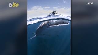 Enormous Shark Swims Under Clueless Tourists in Boat, Guide Gets Up Close \u0026 Personal