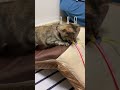 猫の狩り本能が凄すぎました。