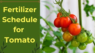 Maximize Growth: Tomatoes Fertilizer Plan