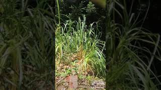 Brushdestructor blade test on Pampas grass.