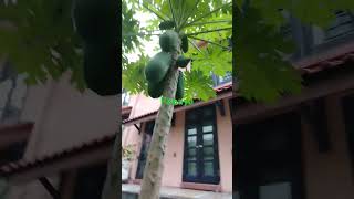 Ang laki nang bonga nang papaya