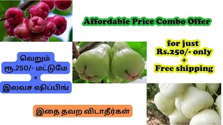 மலிவு விலையில் இலவச ஷிப்பிங் காம்போ சலுகை #gardening #roseflowers #trendingvideo #vtuber #vlog