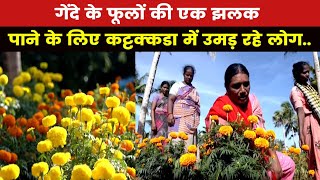 Kerala | Marigold cultivation in Kattakkada constituency attracts tourists