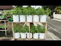 tutorial menanam kemangi dipot dari benih sampai panen ||how to plant basil in pots