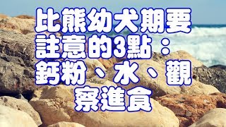 比熊幼犬期要註意的3點：鈣粉、水、觀察進食