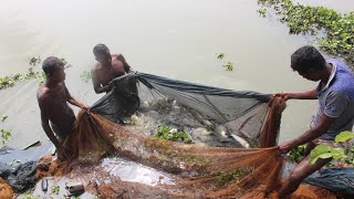 টানা জাল দিয়ে মাছ ধরা - Net Fishing Video - Village Cast Net Fishing - Daily Village Life