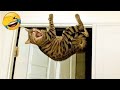 CATS will 102% make you laugh 😂Funny Cats Videos 2023