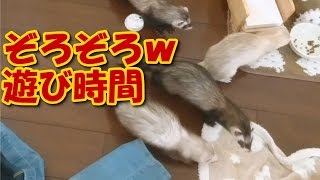 猫とかわいいフェレット　フェレットと猫の自由時間【5Ferret1Cat】Free time of ferrets and cats【Cute dogs and cats】