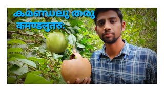 Kamandalu/കമണ്ഡലു തരു/कमण्डलु तरु/Calabash Tree