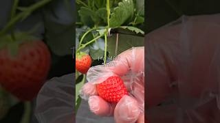 大阪【いちご狩り】大阪市内でいちご狩り　Strawberry　チャレンジ　やってみた　食べてみた　いちご　イチゴ　大阪お出かけ　お子さまにも　40分　食べ放題　検証