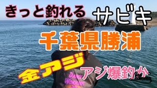 今日は千葉県勝浦ですが久しぶりの場所での釣行です。サバ爆釣♪アジも周ってきました★どうぞ！