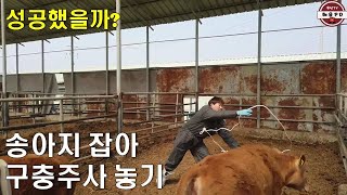 주인이 잡으려는 데도 날뛰는 송아지, 구충주사 놔야하는데..