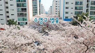 수영구 랜선 벚꽃여행 (금련산 드라이브 코스, 드론영상, 봄꽃나들이, 벚꽃)