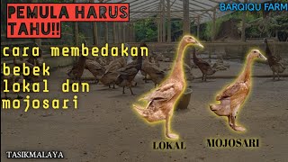 BAGI PEMULA‼️Cara membedakan bebek lokal dan bebek mojosari