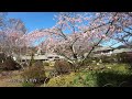 秩父高原牧場と道の駅『和紙の里』~ドライブの立ち寄り場所に最適です~ ミツマタ、トサミズキ、サクラ 埼玉県秩父郡東秩父村 4k