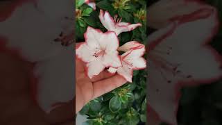 Azalea japonica 🌸🌿