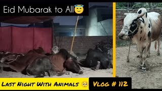 Last Night With Animals 🥺 | Eid Mubarak to All 😇 | Mian Ayub | Mian Ayub Vlogs