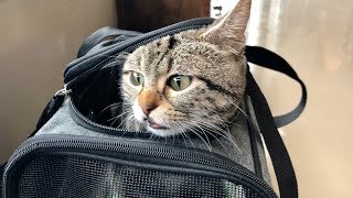 【異変】早朝に突然吐いてしまいすぐさま動物病院へ連れて行かれる猫