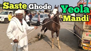 Yeola Ghoda Bazar 2023 ki Update | Stallion Horse's in Yeola ghoda Mandi | Baby 🐎 market