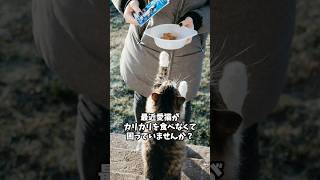 カリカリを食べない猫のための解決方法ガイド！ #猫のいる暮らし  #cat