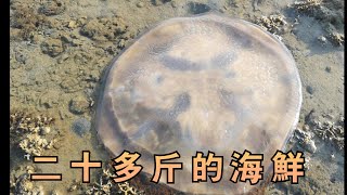 漁民趕海，發現海灘上有個20多斤的海鮮，為什麼小伙高興不起來