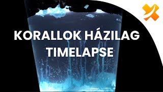 Korallok házilag? TIMELAPSE | Szertár-017