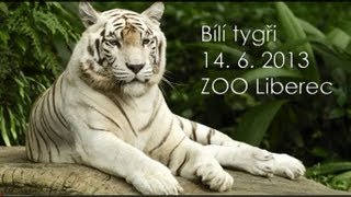 Bílí tygři si hrají s míčem - ZOO Liberec