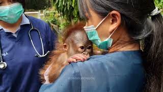 LUCUNYA BAYI ORANGUTAN KALIMANTAN || BERJEMUR SETIAP PAGI || LÀHIR DI BANDUNG ZOO