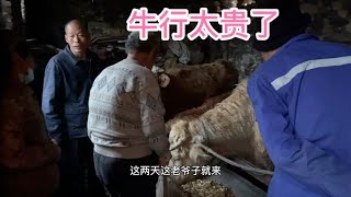 两头巴巴瘦的小母牛要价2.9万，我爸出价2 .6万，大家看值吗