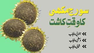 Sowing Time of Spring Sunflower in Pakistan||Crop Informer