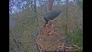 Melnais stārķis (Ciconia nigra) Siguldas novadā: Arrival of a male stork. 08.04.2022