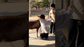 鹿と記念撮影で喜ぶ観光客 Nara Park deer 🦌 in japan